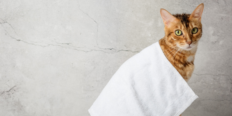 cats, how to keep cats cool in the summer, heat risks for cats, cat safety, pet safety, pet health, Animal Emergency & Referral Center of Minnesota