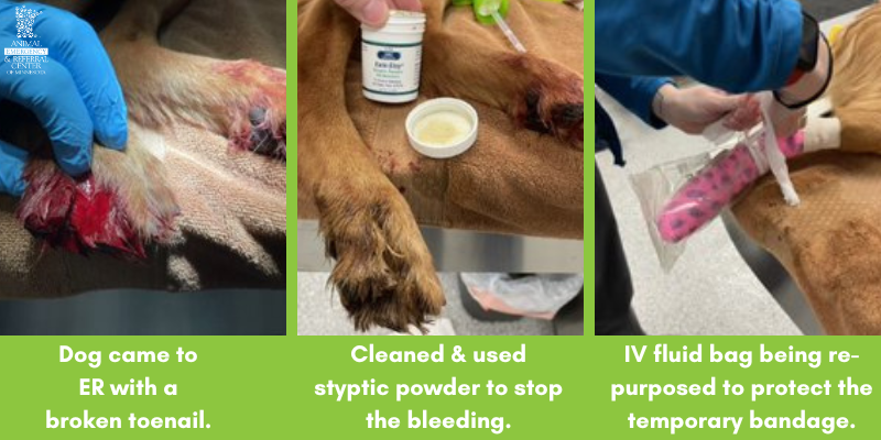 veterinary clinic, veterinary technician, applying powder to dog's paw, broken pet toenails, broken cat toenails, broken dog toenails, pet health, Animal Emergency & Referral Center of Minnesota