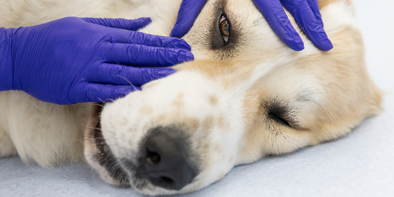 dog, gloved hands, eye exam, common eye problems in pets, veterinary ophthalmology, pet eye health, pet health, Twin Cities veterinary ophthalmologist, Minnesota veterinary ophthalmology, Andrew Rogen, DVM, DACVO