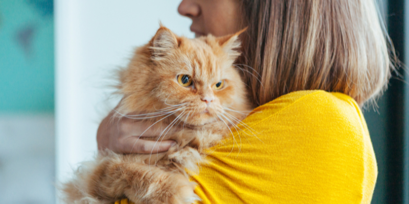 weight loss in pets, chronic weight loss, weight loss in dogs, weight loss in cats, Internal Medicine, Animal Emergency & Referral Center of Minnesota