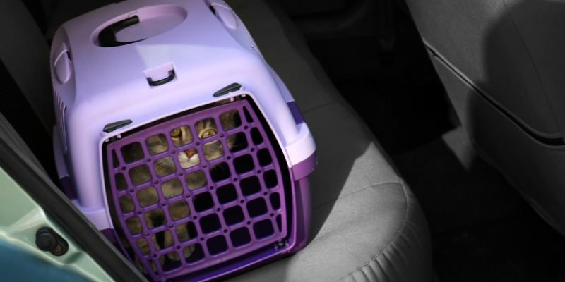 cats, how to keep cats cool in the summer, heat risks for cats, cat safety, pet safety, pet health, Animal Emergency & Referral Center of Minnesota