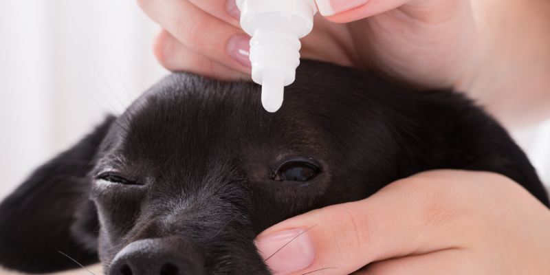 dog, eye drops, common eye problems in pets, veterinary ophthalmology, pet eye health, pet health, Twin Cities veterinary ophthalmologist, Minnesota veterinary ophthalmology, Andrew Rogen, DVM, DACVO