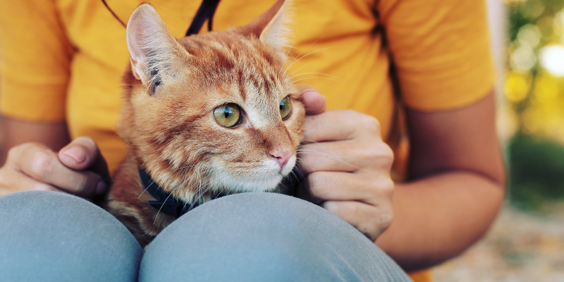 cats, how to keep cats cool in the summer, heat risks for cats, cat safety, pet safety, pet health, Animal Emergency & Referral Center of Minnesota