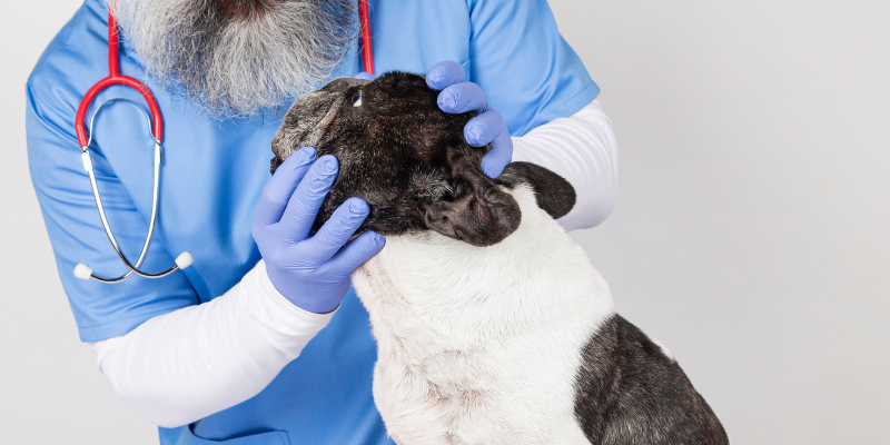 dog, veterinarian, eye exam, common eye problems in pets, veterinary ophthalmology, pet eye health, pet health, Twin Cities veterinary ophthalmologist, Minnesota veterinary ophthalmology, Andrew Rogen, DVM, DACVO