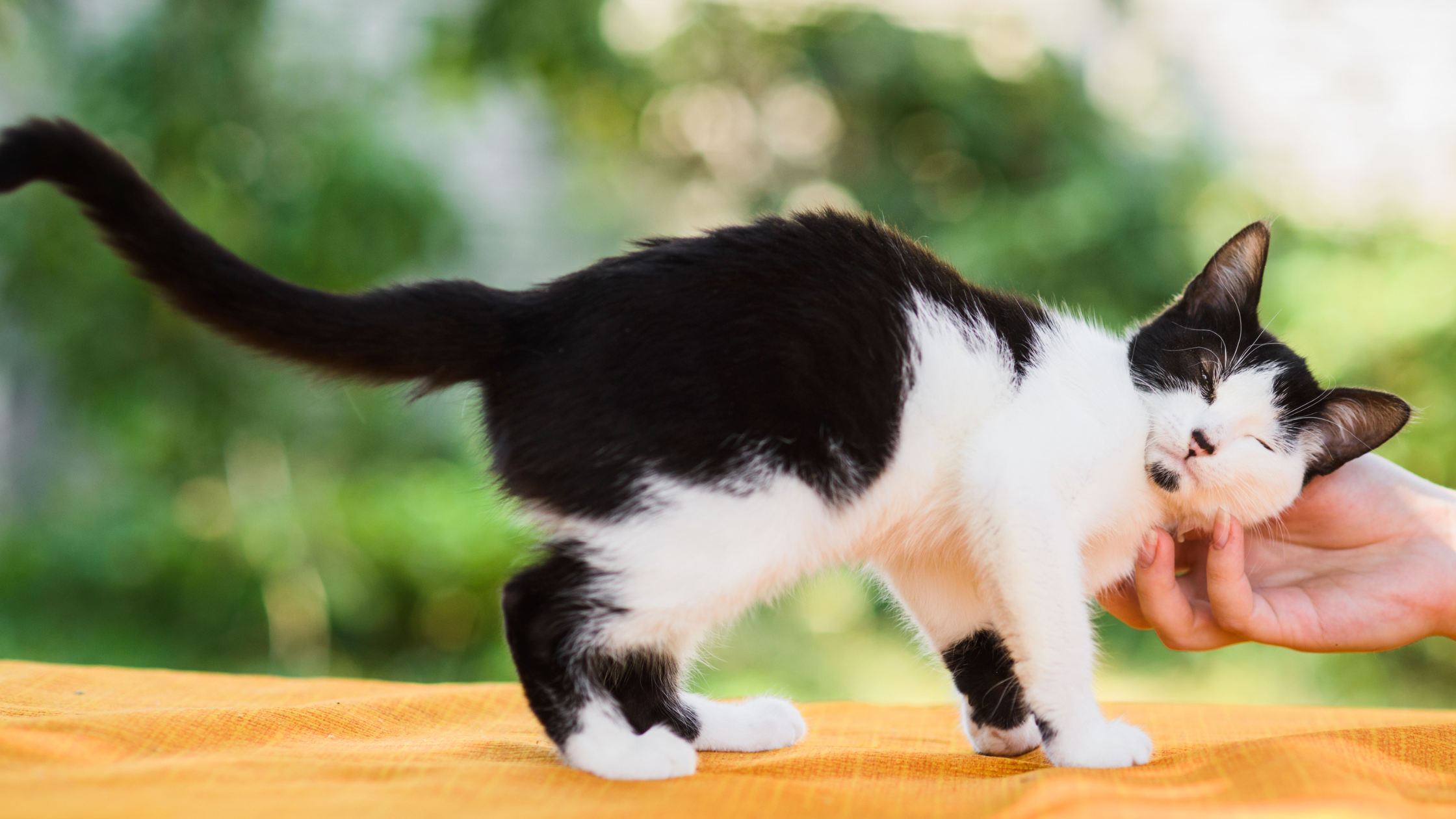 10 Tips to Keep Your Cat Cool This Summer