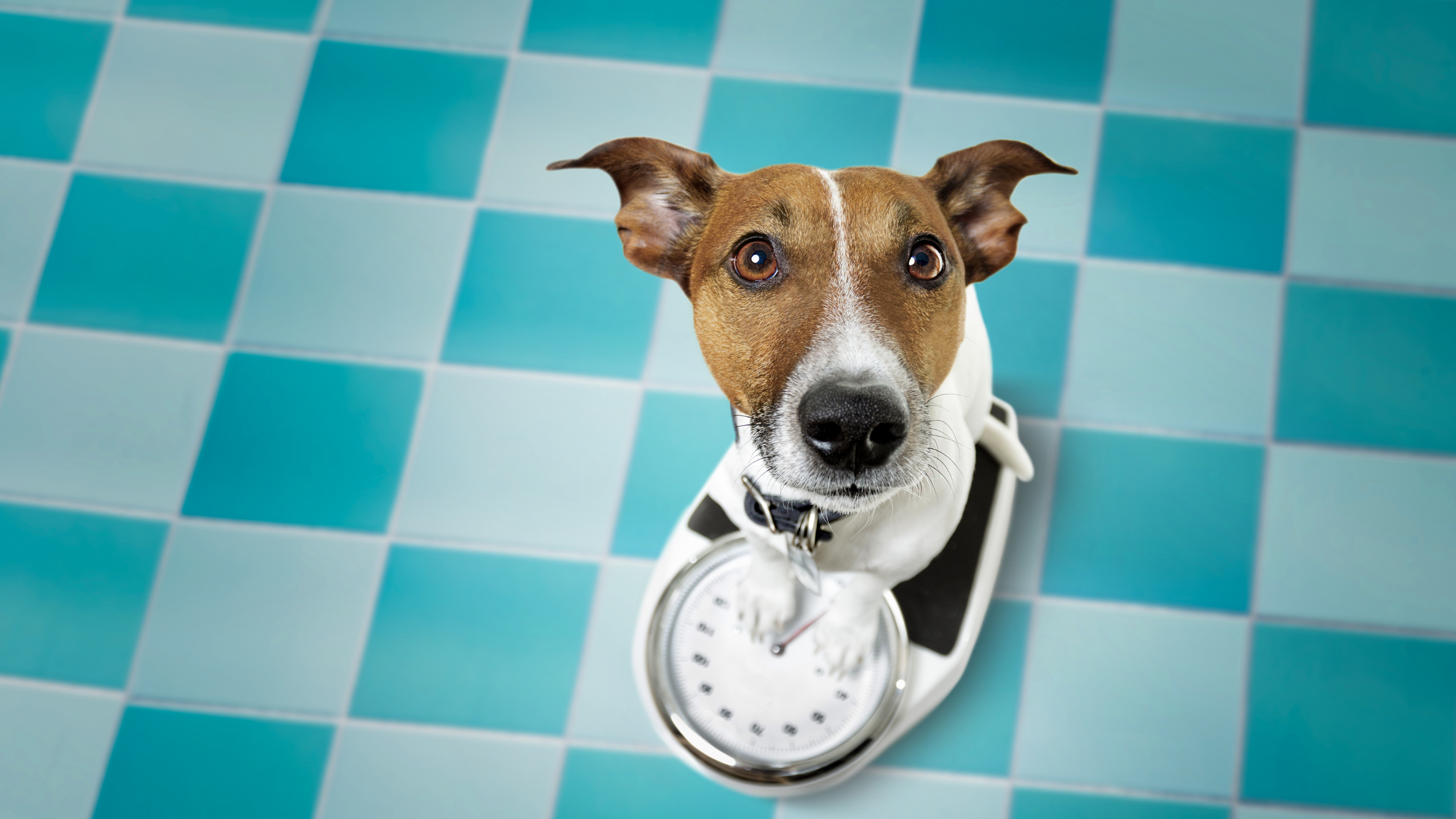 Chronic Weight Loss in Dogs and Cats