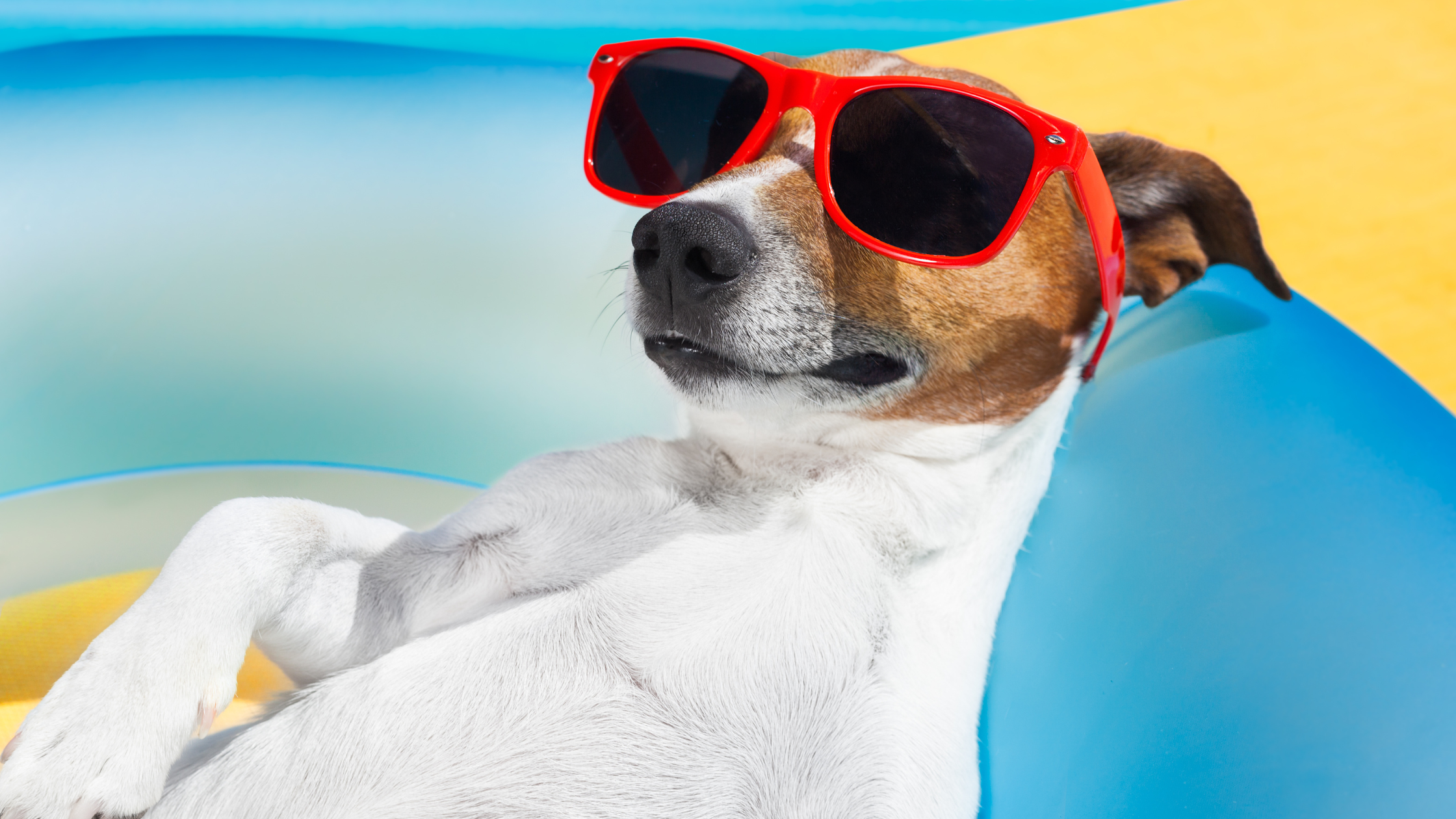 4 Most Common Summer Pet Dangers