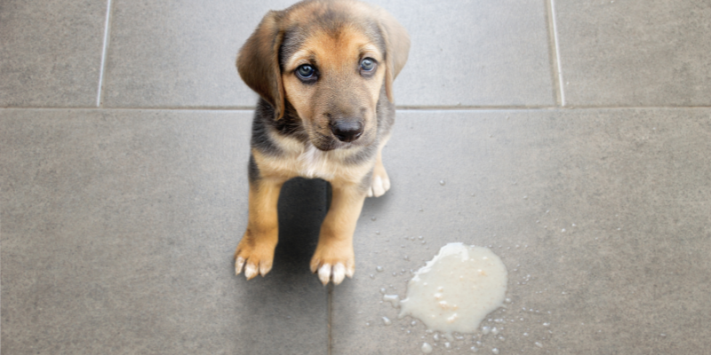 vomiting in pets, pet health, dog vomiting, cat vomiting, pet emergency, Animal Emergency & Referral Center of Minnesota
