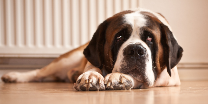 ssaint bernard, eizures in pets, types of seizures in pets, causes of seizures in pets, veterinary neurology, board-certified veterinary neurologist, Animal Emergency & Referral Center of Minnesota