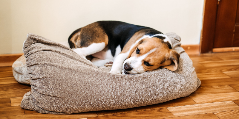 vomiting in pets, pet health, dog vomiting, cat vomiting, pet emergency, Animal Emergency & Referral Center of Minnesota