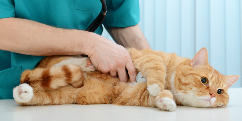 vomiting in pets, pet health, dog vomiting, cat vomiting, pet emergency, Animal Emergency & Referral Center of Minnesota