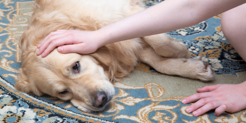 seizures in pets, types of seizures in pets, causes of seizures in pets, veterinary neurology, board-certified veterinary neurologist, Animal Emergency & Referral Center of Minnesota