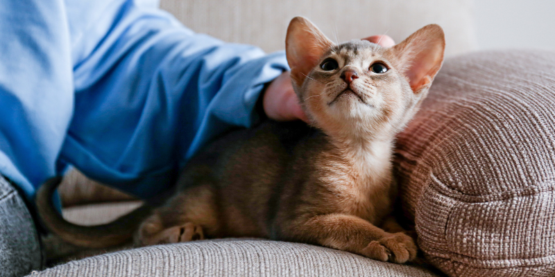 vomiting in pets, pet health, dog vomiting, cat vomiting, pet emergency, Animal Emergency & Referral Center of Minnesota