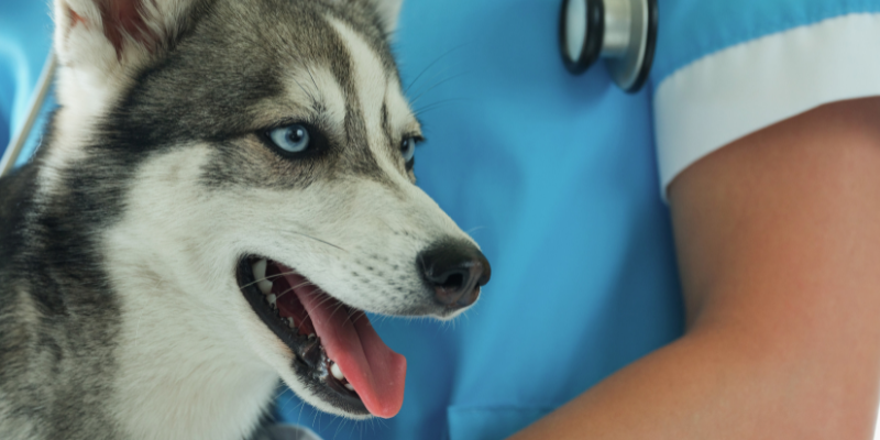husky, vet exam, seizures in pets, types of seizures in pets, causes of seizures in pets, veterinary neurology, board-certified veterinary neurologist, Animal Emergency & Referral Center of Minnesota