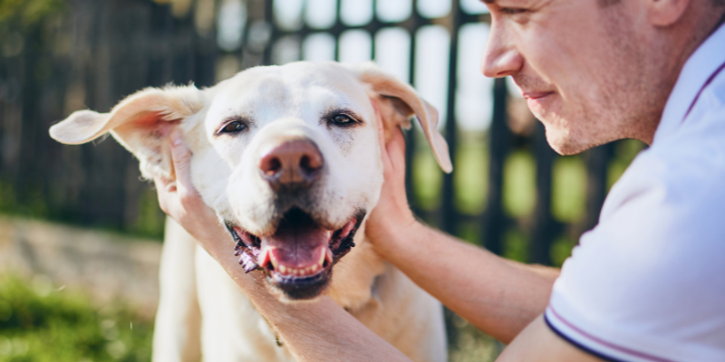 vomiting in pets, pet health, dog vomiting, cat vomiting, pet emergency, Animal Emergency & Referral Center of Minnesota