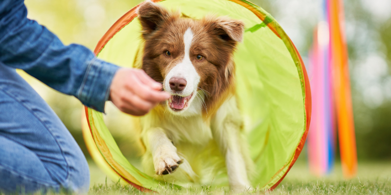 dog, active dog, tunnel, seizures in pets, types of seizures in pets, causes of seizures in pets, veterinary neurology, board-certified veterinary neurologist, Animal Emergency & Referral Center of Minnesota