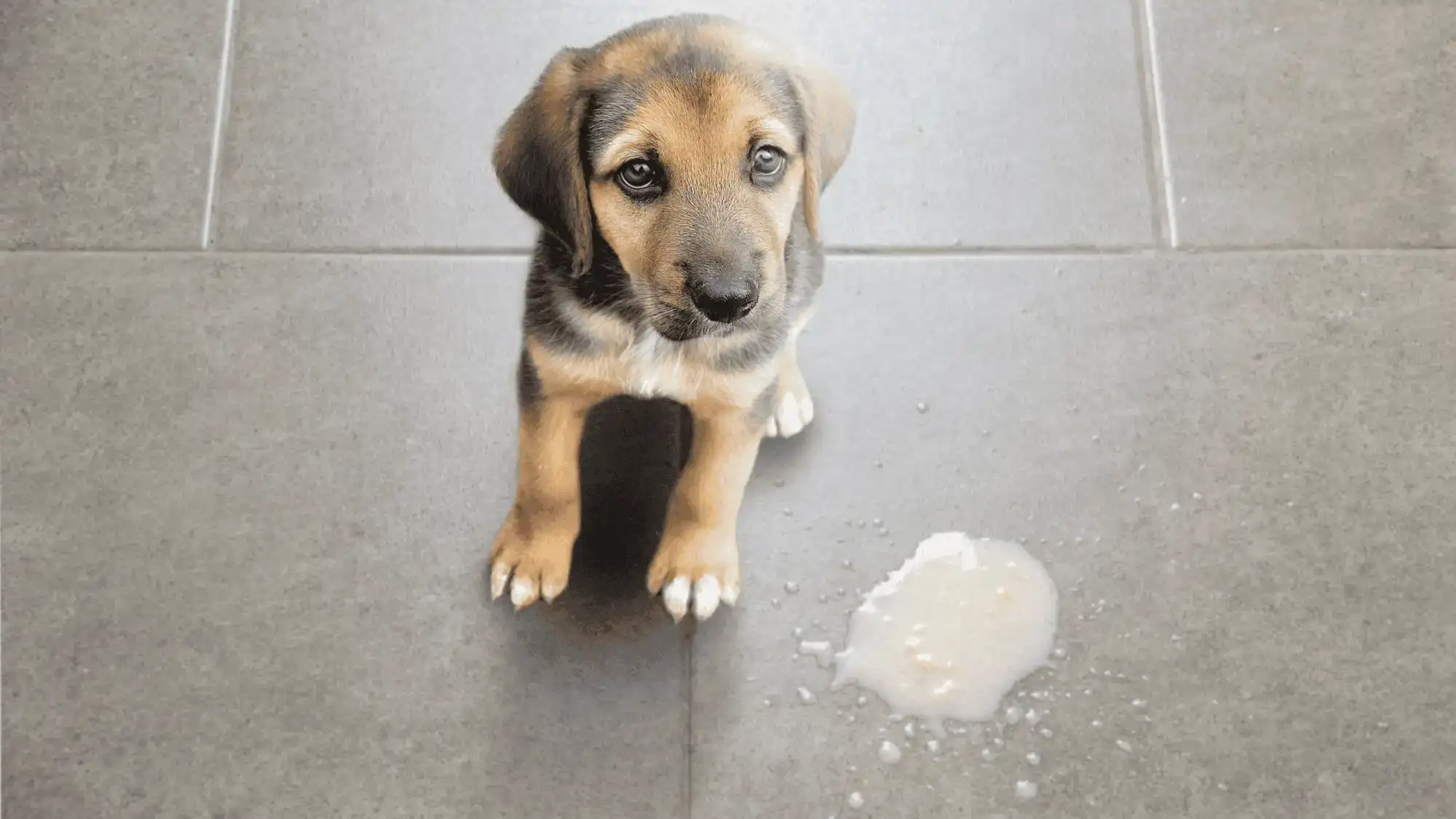 Vomiting in Pets & When to Seek Veterinary Care