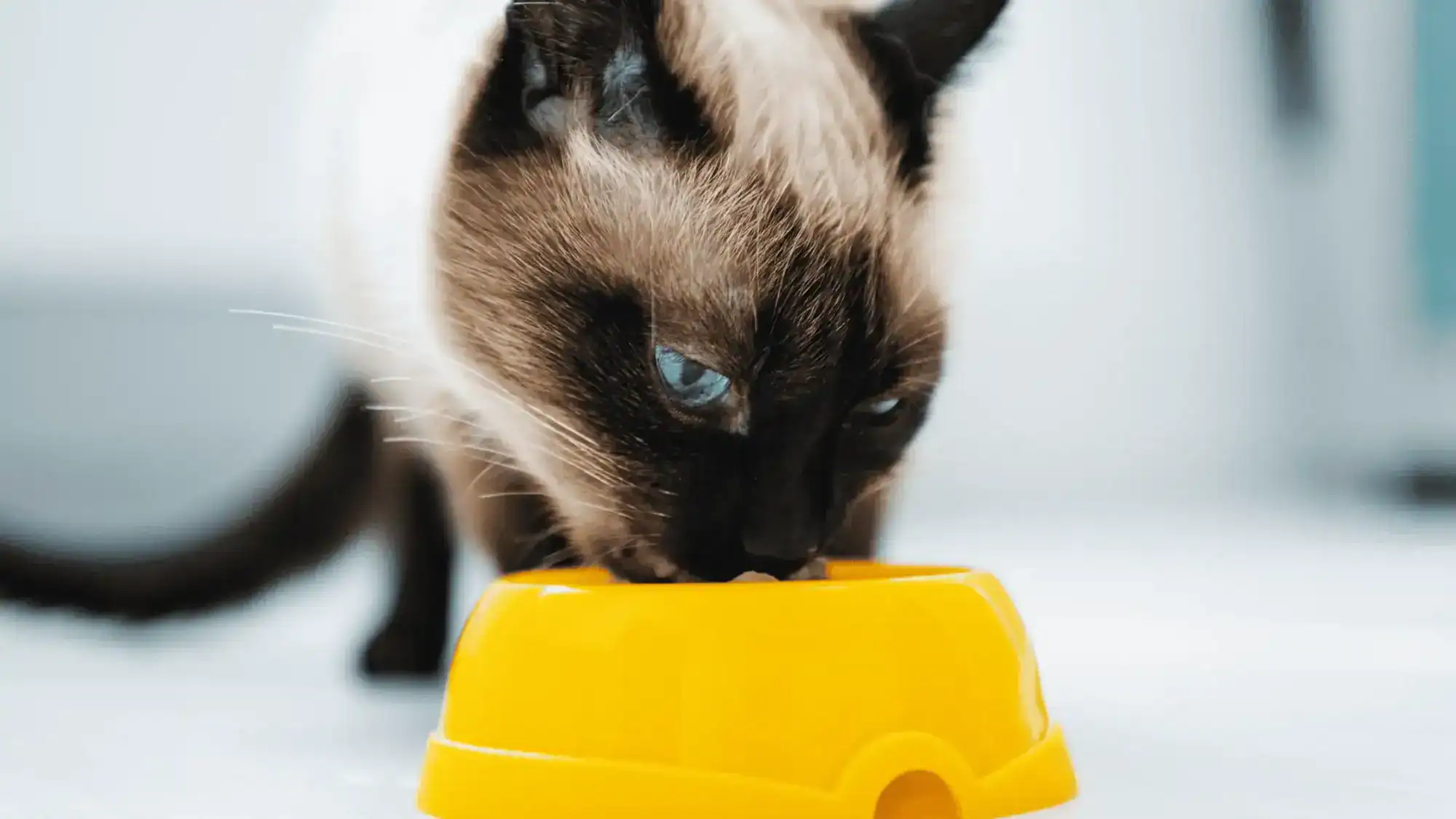 Cat eating food