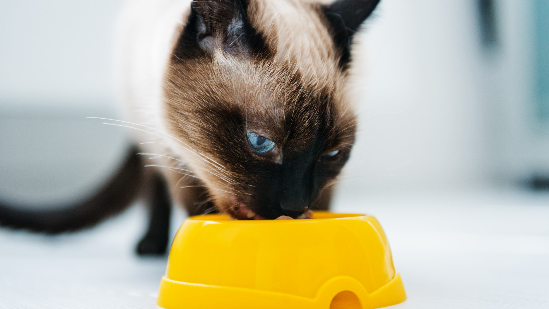 Pet Nutrition | Part I: Understanding What’s in Your Pet’s Food