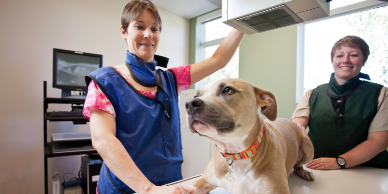 x-rays, limitations of x-rays, benefits of x-rays, veterinary imaging, veterinary x-rays, veterinary radiologist, Animal Emergency & Referral Center of Minnesota