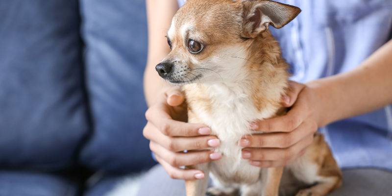 chihuahua, mammary tumors, dog, cats, pets, pet health, veterinary oncology, Animal Emergency & Referral Center of Minnesota