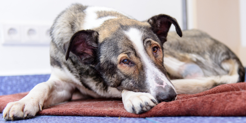 sick dog lying down on bed mat, diarrhea in pets, common causes, veterinary care, pet health, Animal Emergency & Referral Center of Minnesota