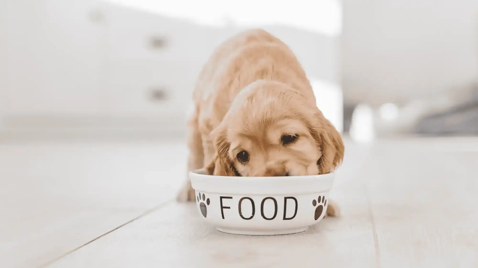 Puppy eating food