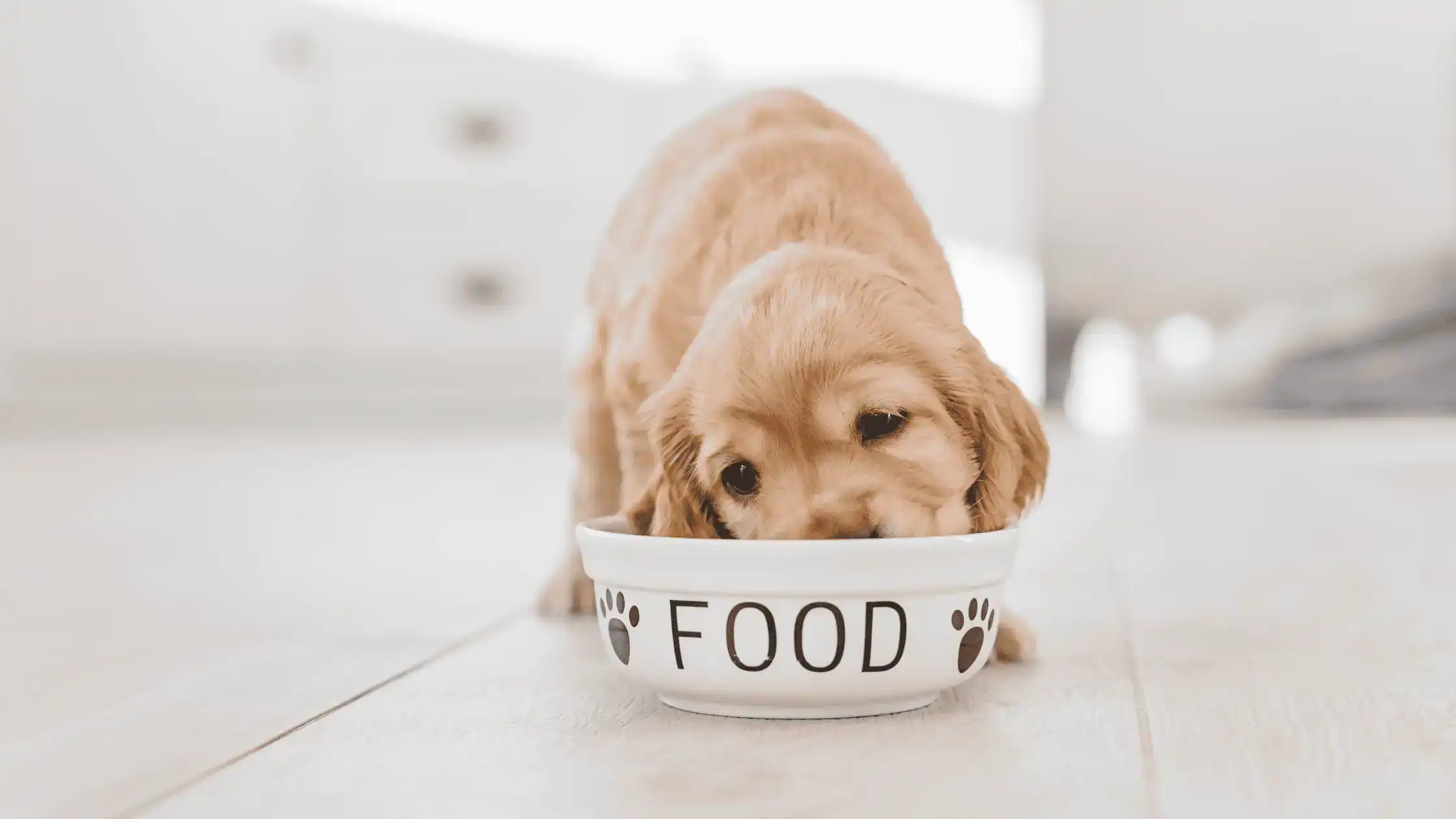 Pet Nutrition | Part II: The Truth about Pet Diet Trends