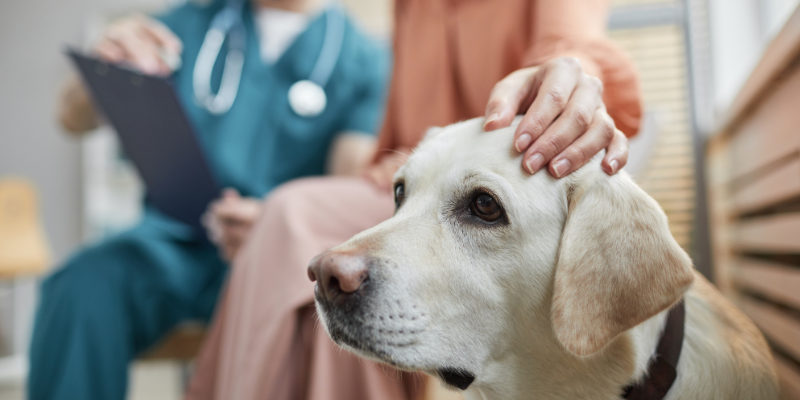 dog at vet clinic with owner, diarrhea in pets, common causes, veterinary care, pet health, Animal Emergency & Referral Center of Minnesota