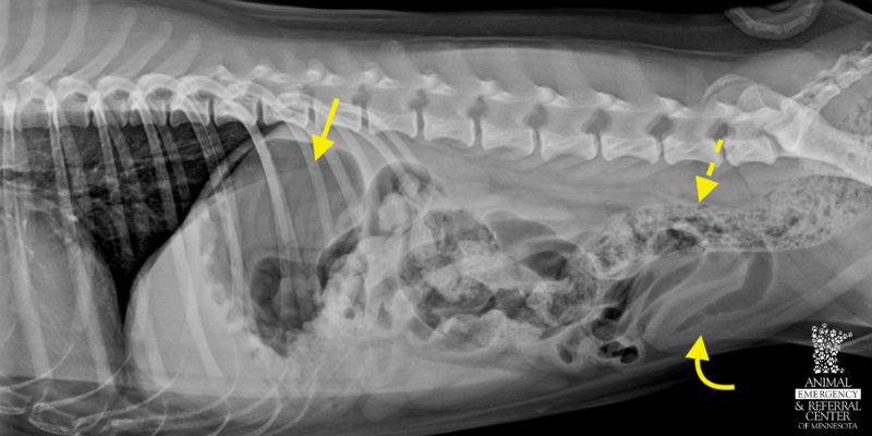 x-rays, limitations of x-rays, benefits of x-rays, veterinary imaging, veterinary x-rays, veterinary radiologist, Animal Emergency & Referral Center of Minnesota