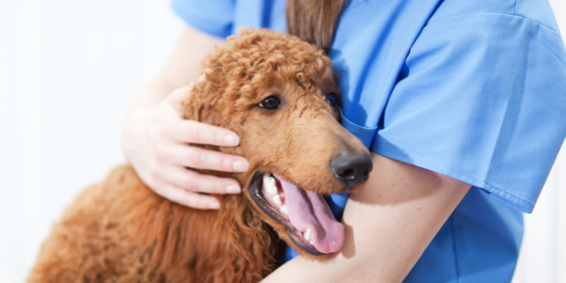 dog, mammary tumors, dog, cats, pets, pet health, veterinary oncology, Animal Emergency & Referral Center of Minnesota