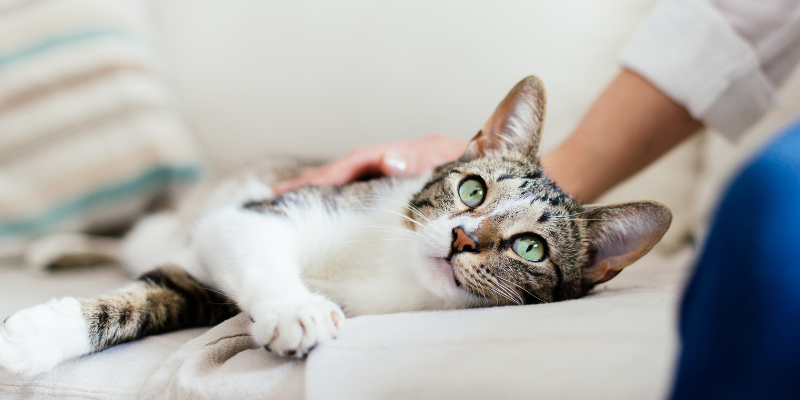 cat lying down, diarrhea in pets, common causes, veterinary care, pet health, Animal Emergency & Referral Center of Minnesota