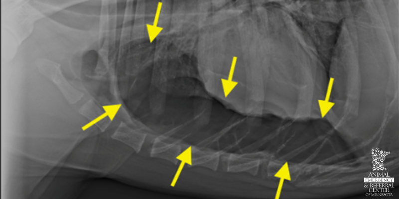 x-rays, limitations of x-rays, benefits of x-rays, veterinary imaging, veterinary x-rays, veterinary radiologist, Animal Emergency & Referral Center of Minnesota