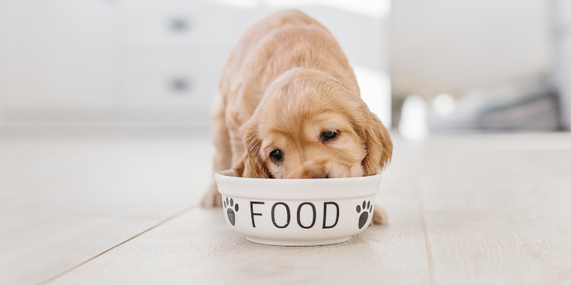 dog eating out of white food bowl, pet nutrition, pet health, Animal Emergency & Referral Center of Minnesota