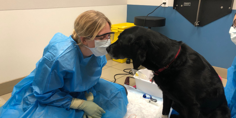 dog, chemotherapy, vet tech, mammary tumors, dog, cats, pets, pet health, veterinary oncology, Animal Emergency & Referral Center of Minnesota