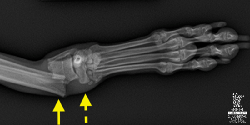 x-rays, limitations of x-rays, benefits of x-rays, veterinary imaging, veterinary x-rays, veterinary radiologist, Animal Emergency & Referral Center of Minnesota