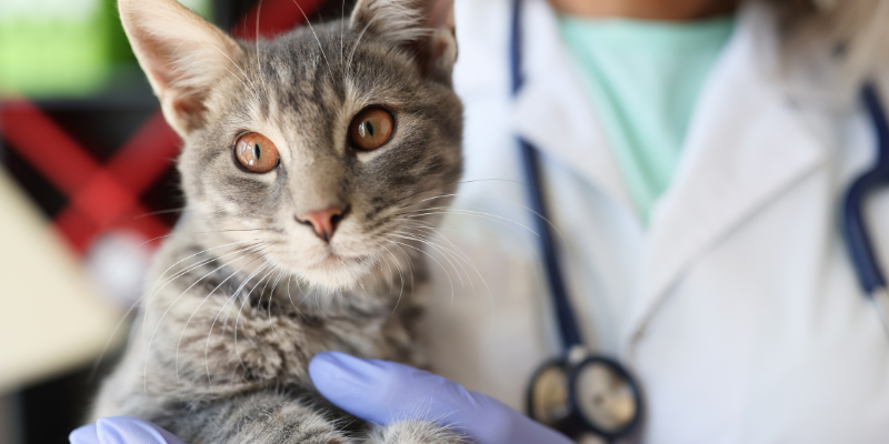 cat, doctor, exam, mammary tumors, dog, cats, pets, pet health, veterinary oncology, Animal Emergency & Referral Center of Minnesota