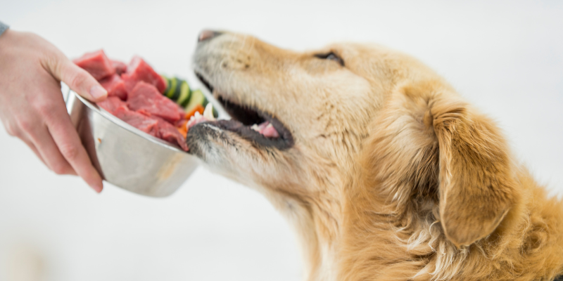raw food diet, dog eating raw meat, pet nutrition, pet health, Animal Emergency & Referral Center of Minnesota