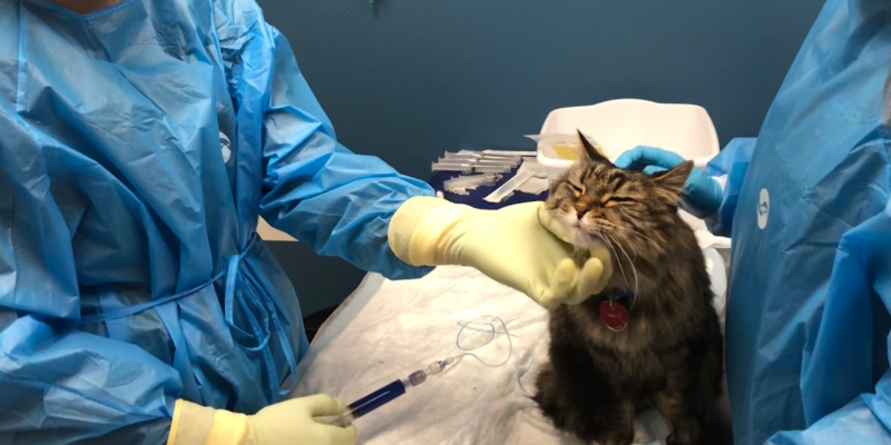 cat, cancer treatment, vet tech, mammary tumors, dog, cats, pets, pet health, veterinary oncology, Animal Emergency & Referral Center of Minnesota