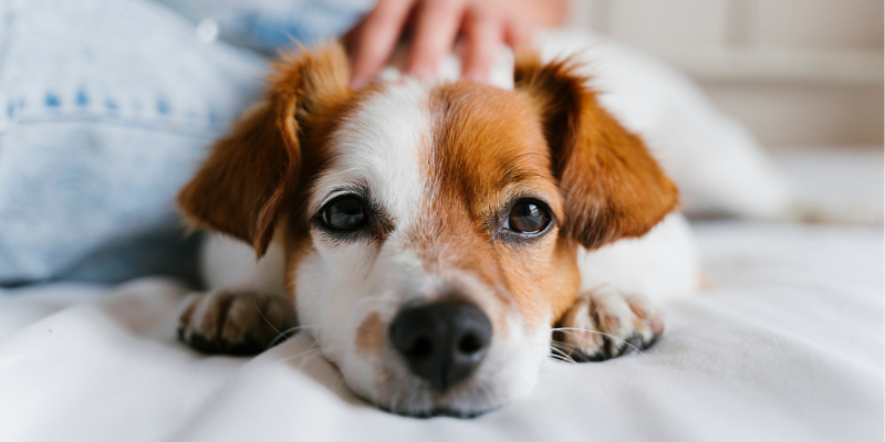 sick dog lying down, diarrhea in pets, common causes, veterinary care, pet health, Animal Emergency & Referral Center of Minnesota