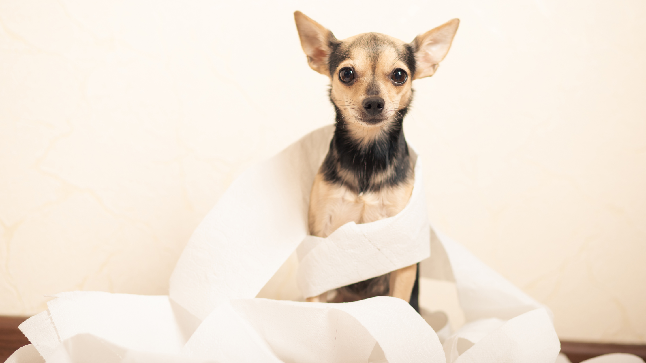 Dealing with Diarrhea in Pets