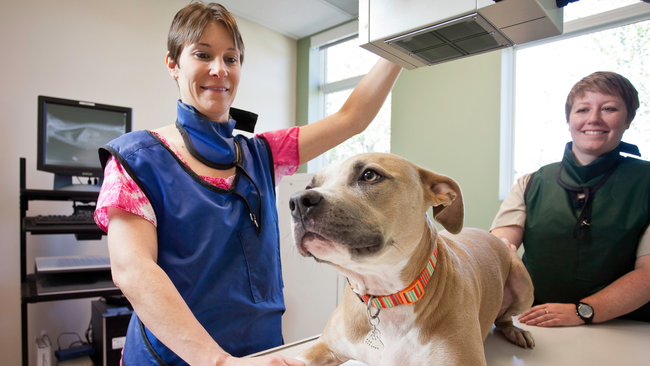 The Benefits and Limits of X-Rays for Pets