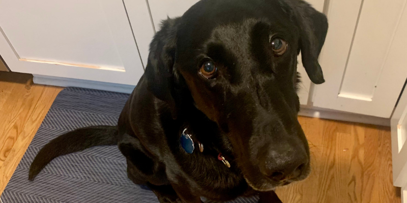 corn cob, pet health, pet emergency, Animal Emergency & Referral Center of Minnesota, foreign body