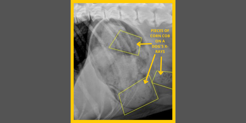 corn cob, pet health, pet emergency, Animal Emergency & Referral Center of Minnesota, foreign body