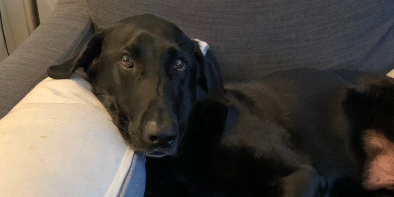 corn cob, pet health, pet emergency, Animal Emergency & Referral Center of Minnesota, foreign body