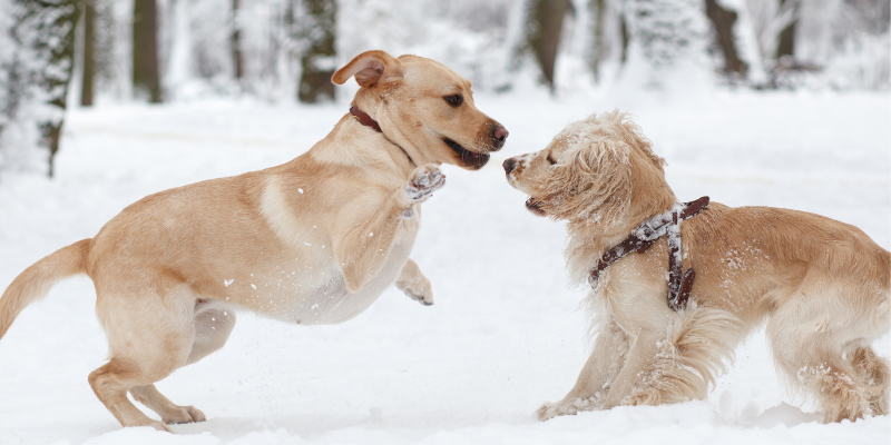 two dogs playing in the snow, holiday guests, pet parents, pet safety, Animal Emergency & Referral Center of Minnesota