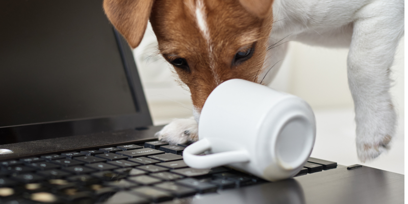 dog with snout inside coffee mug, Caffeine, Caffeine toxicity in pets, Caffeine sources, Animal Emergency & Referral Center of Minnesota