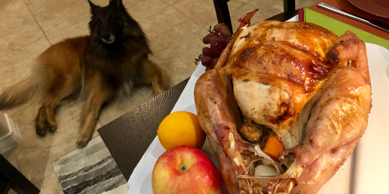 dog eyeing turkey on kitchen countertop, holiday guests, pet parents, pet safety, Animal Emergency & Referral Center of Minnesota
