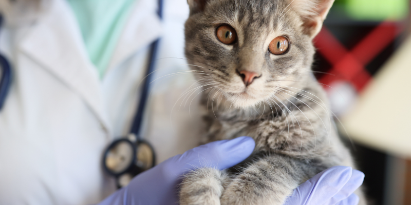 cat being held by a veterinarian, Caffeine, Caffeine toxicity in pets, Caffeine sources, Animal Emergency & Referral Center of Minnesota