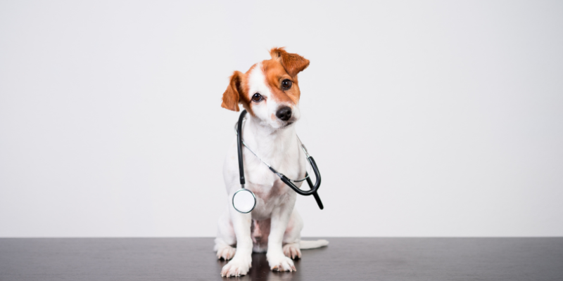 dog sitting, stethoscope around dog, urgent care for pets, emergency care for pets, veterinary urgent care, veterinary emergency care, Animal Emergency & Referral Center of Minnesota